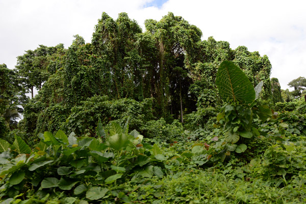 Vine covered jungle of the interior of Santo