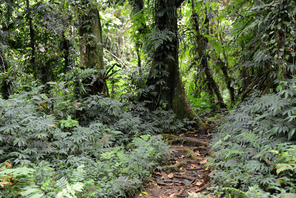 Jungle trail, interior Espiritu Santo
