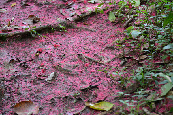 Reddish flowers dropped from a tree carpet the trail in places
