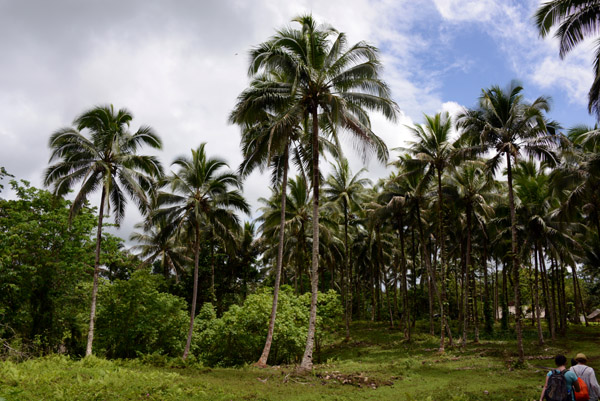 Tended palm trees at Vunaspef - Millennium Cave Village