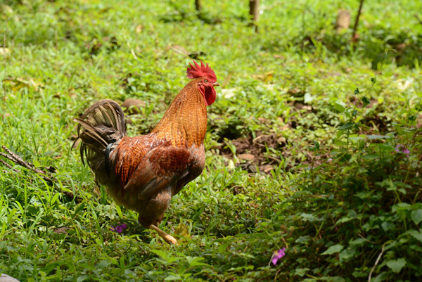 A rooster, Vunaspef Village