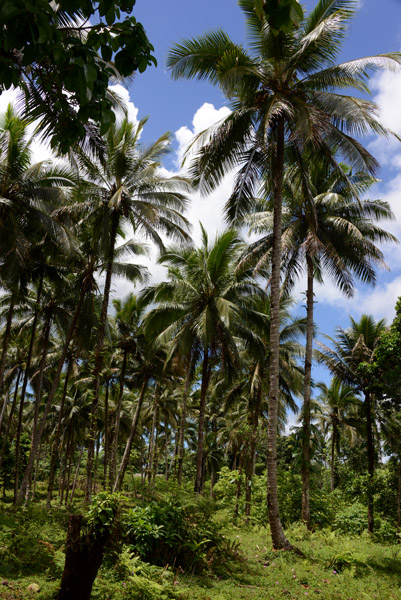 Palm trees around Vunaspef Village