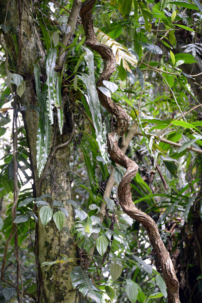 The vines used on the nearby island of Pentecost for land diving, the precursor to bungee jumping