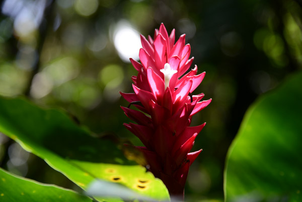 Tropical Flowers - Espiritu Santo
