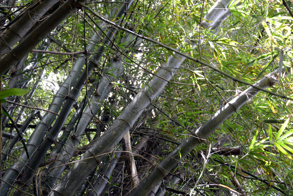Bamboo forest, Santo, Vanuatu