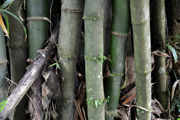 Giant bamboo, Espiritu Santo, Vanuatu
