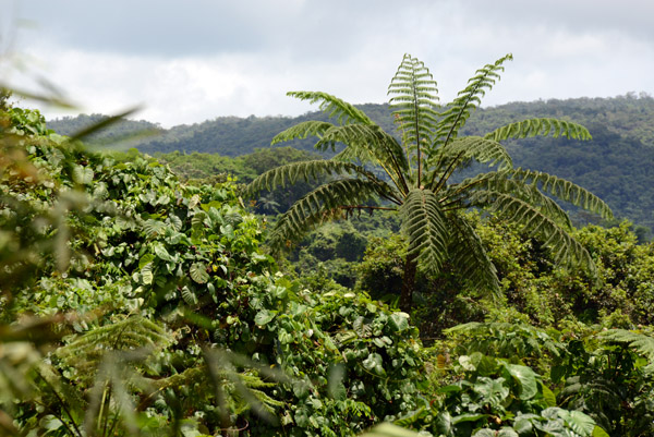 Fern tree, Vanuatu