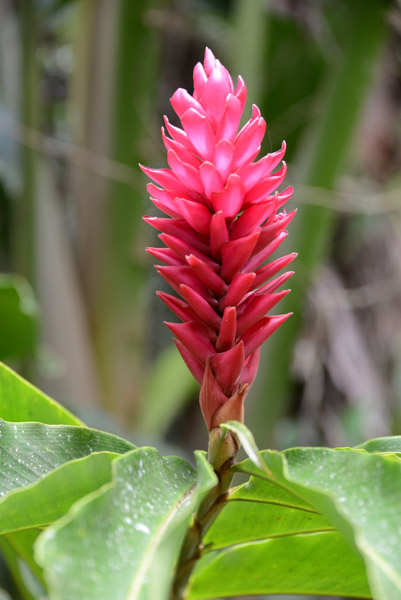 Jungle flower, Vanuatu