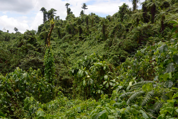 Jungle-clad hillside at the mouth of Millennium Cave