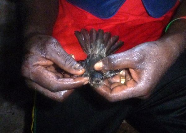 The guide caught (and released) a small bird which lives in the cave