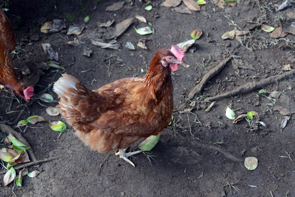 They really laughed at me for taking photos of a chicken
