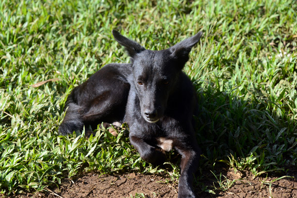 Village dog, Vanuatu