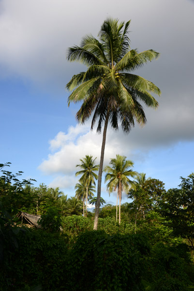 Palm trees, Vanuatu
