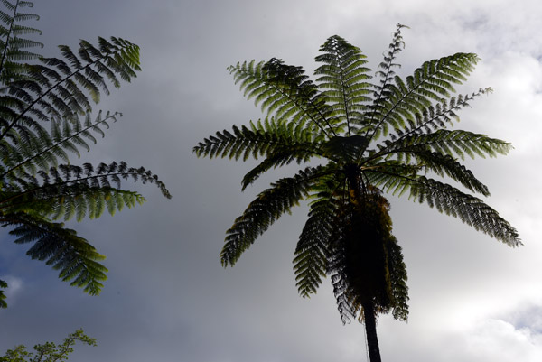 Fern trees, Vanuatu