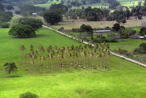 Cattle seeking shade beneath the palm trees, Efat-Vanuatu