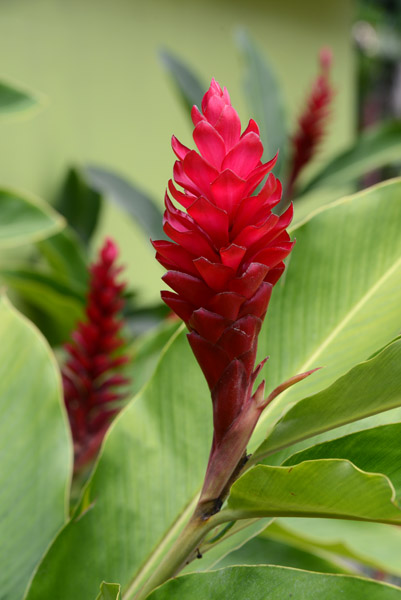 Tropical flower, Mele Cascades