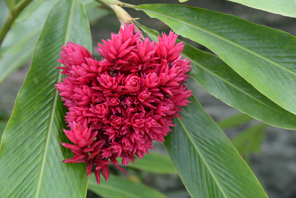 Tropical flower, Mele Cascades