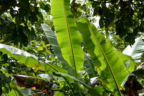 Banana plant, Mele Cascades, Efat-Vanuatu