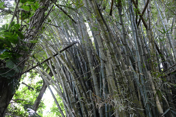 Bamboo forest, Mele Cascades