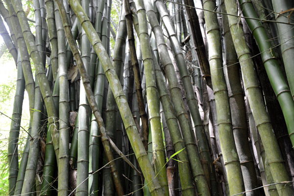 Bamboo forest, Mele Cascades