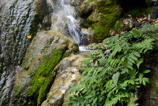 Ferns on the side of Mele Cascades