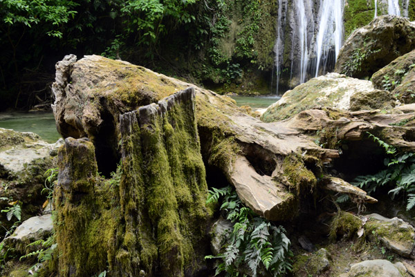 Moss-covered stump of a large tree, Mele Cascades