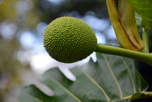 Tropical fruit, Mele Cascades