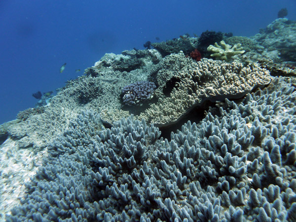 Coral near the Cathedral, Port Vila