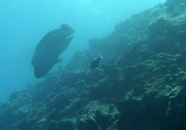 Napoleon Fish, Vila Bay-Vanuatu