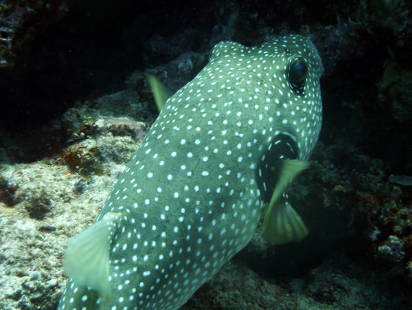 White-spotted Puffer (Arothron hispidus), Vanuatu 