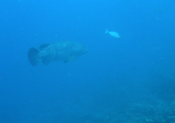Big fish in Vila Bay, Efat-Vanuatu