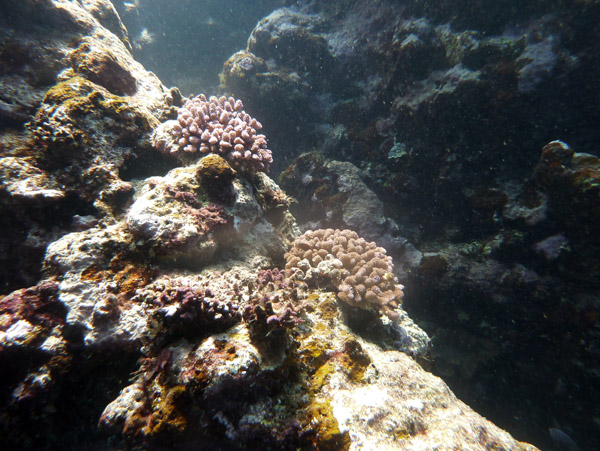 Dive Port Vila-Vanuatu