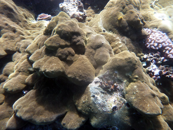 Coral, Vila Bay, Efat-Vanuatu