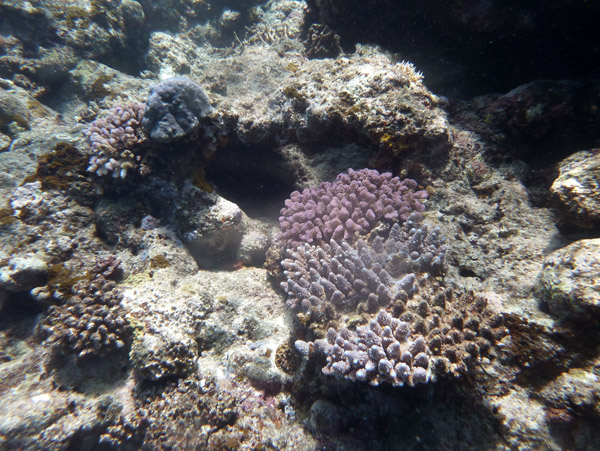 Coral, Vila Bay, Efat-Vanuatu