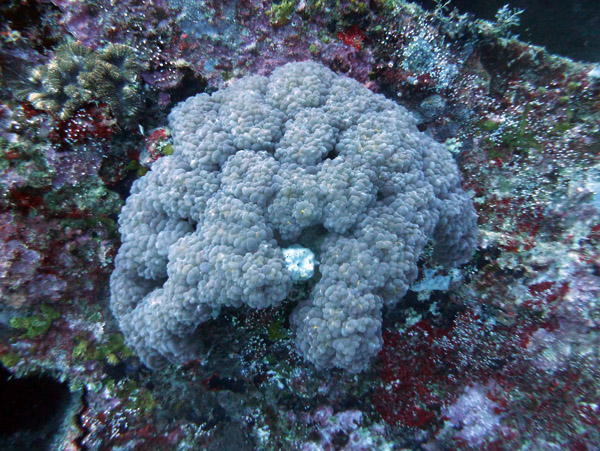 Coral on the Semle Federsen Wreck