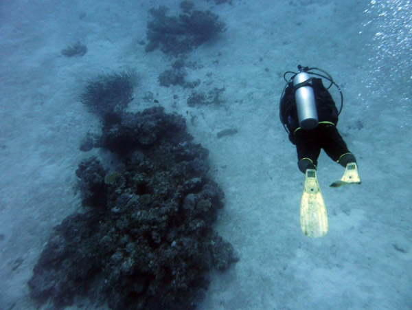 From the wreck, the dive proceeds up the slope to the coral beds along the shore