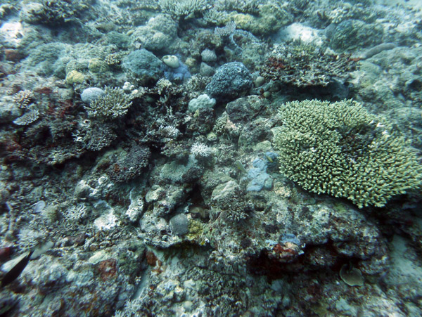 Pango Reef, Vila Bay-Vanuatu