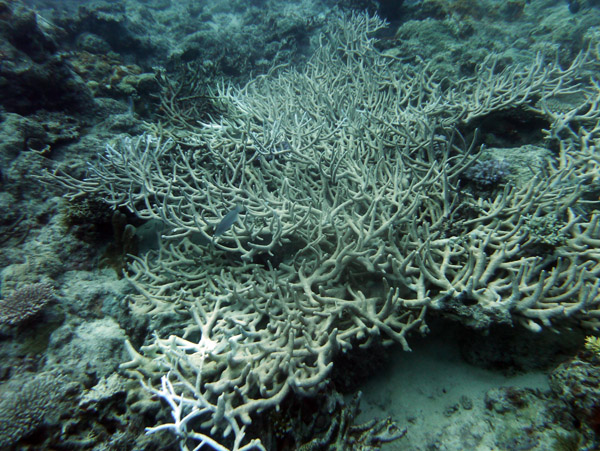 Staghorn Coral, Vila Bay, Efaté Island-Vanuatu