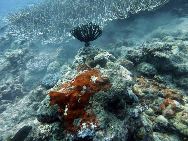 Pango Reef, Vila Bay-Vanuatu