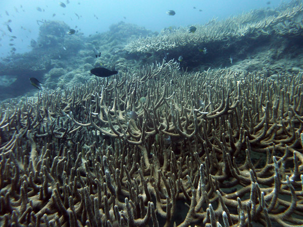 Staghorn Coral, Pango Reef, Vila Bay-Vanuatu