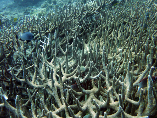 Staghorn Coral, Pango Reef, Vila Bay-Vanuatu