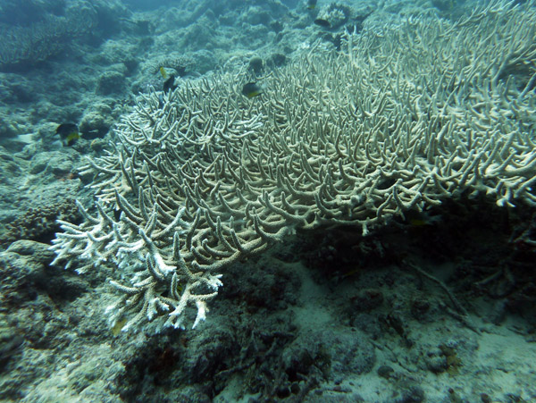 Good coral on Pango Reef, Vila Bay, Vanuatu
