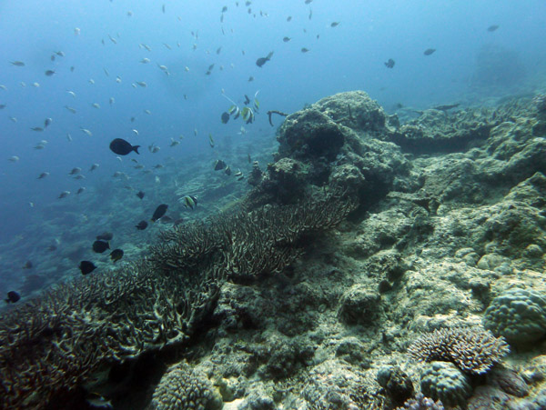 Reef fish, Vila Bay, Vanuatu