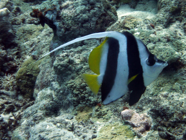 Pennant Coralfish (Heniochus acuminatus) - Vanuatu