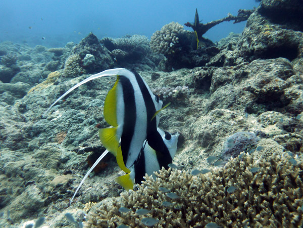 Pennant Coralfish (Heniochus acuminatus) - Vanuatu