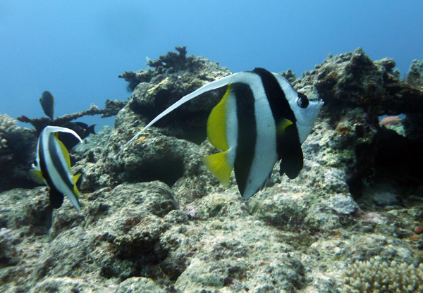 Pennant Coralfish (Heniochus acuminatus) - Vanuatu