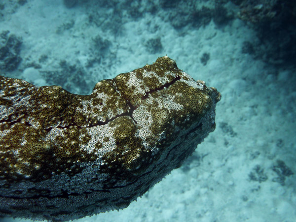 Sea slug, Vanuatu