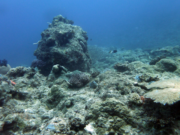 Pango Reef, Vila Bay, Vanuatu