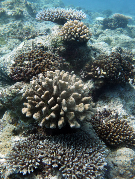 Pango Reef, Vila Bay, Vanuatu