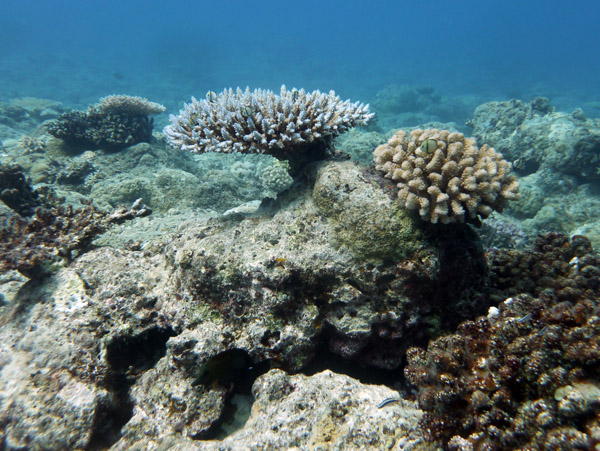 Pango Reef, Vila Bay, Vanuatu